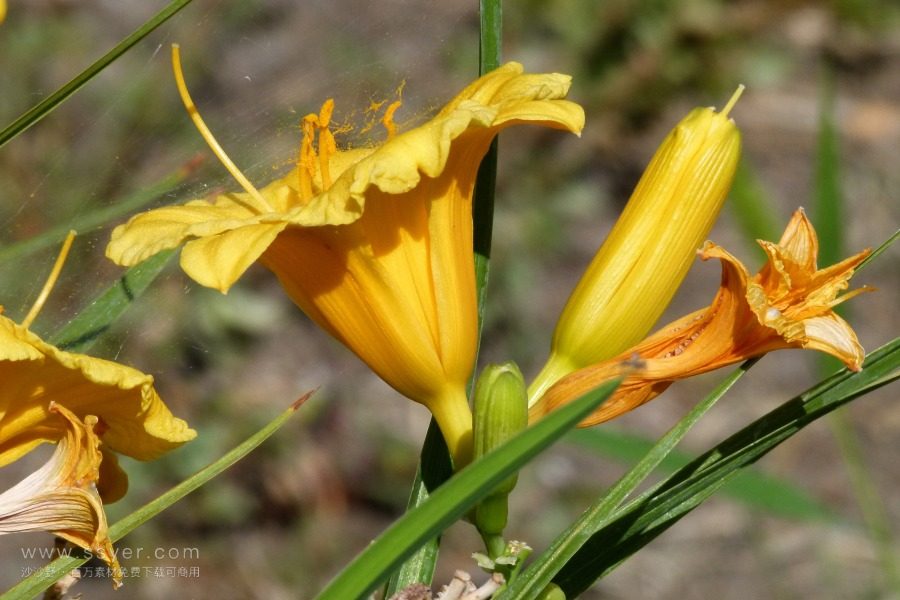 風途科技：種植黃花菜需要什么氣候條件？